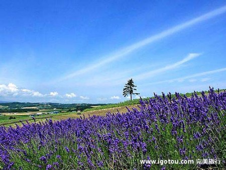 上富良野Flower land