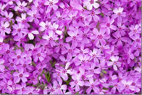 淡紫色的花朵，是最像樱花的了